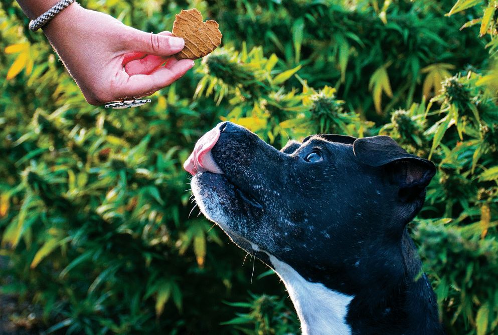 CBD For Pets Now Includes